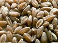 Date palm